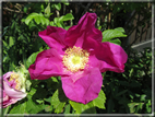 foto Fiori